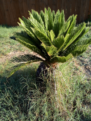 [A small palm variant with fronds that all appear to be the same medium green color due to the sunshine and shade from the angle of the sun. It appears to be a quite full bush.]